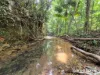 64 Silver Ash Road COW BAY, Daintree, Qld 4873-Image