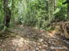 64 Silver Ash Road COW BAY, Daintree, Qld 4873-Image