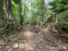 64 Silver Ash Road COW BAY, Daintree, Qld 4873-Image