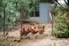 64 Summit Road, Nairne, SA 5252-Image