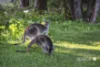 64 Yates Road, Margaret River, WA 6285-Image