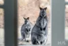 640 West End Road, Leeka, Tas 7255-Image