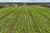 65 Forward Avenue, Loveday, SA 5345-Image