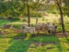 65 McWilliam Drive, Douglas Park, NSW 2569-Image