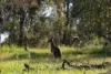 65 Smiggins Drive, Thurgoona, NSW 2640-Image