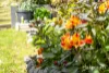 650 Oceana Drive, Tranmere, Tas 7018-Image