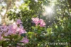 653 Huon Road, Fern Tree, Tas 7054-Image