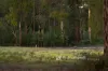 655 Gembrook-Tonimbuk Road, Gembrook, Vic 3783-Image