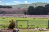 66 Main South Road, Myponga, SA 5202-Image