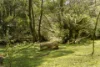 66 Winifred Avenue, Acacia Hills, Tas 7306-Image