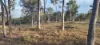 667 River Road, Bungadoo, Qld 4671-Image