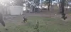 667 River Road, Bungadoo, Qld 4671-Image