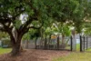 67 Arrol Street, Camp Hill QLD 4152-Image