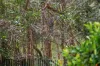 67 High Park Crescent, Little Mountain, Qld 4551-Image