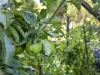 671 Kellevie Road, Kellevie, Tas 7176-Image
