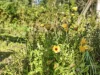 671 Kellevie Road, Kellevie, Tas 7176-Image