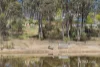 6800 Midland Highway, Guildford, Vic 3451-Image