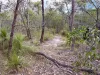 686 Buxton Road, Isis River, Qld 4660-Image