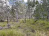 686 Buxton Road, Isis River, Qld 4660-Image