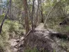 686 Buxton Road, Isis River, Qld 4660-Image