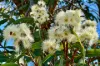 69 Canoelands Road, Canoelands, NSW 2157-Image