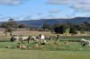 698 Bryans Gap Road, Tenterfield, NSW 2372-Image