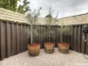 7/21 Joseph Street, Maylands, WA 6051-Image
