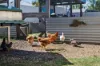 7 Clark Avenue, Glass House Mountains, Qld 4518-Image
