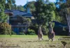 7 Fig Tree Crescent, Pokolbin, NSW 2320-Image