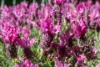 7 Free Place, Fadden, ACT 2904-Image