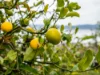 7 Glover Drive, Sandy Bay, Tas 7005-Image