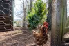 7 Hill Street, Elizabeth Town, Tas 7304-Image