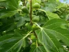 7 Lyndhurst Avenue, North Hobart, Tas 7000-Image