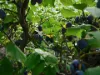 7 Lyndhurst Avenue, North Hobart, Tas 7000-Image