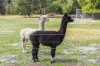 7 Pioneer Place, Birchmont, WA 6214-Image
