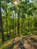 7 Quail St, Cedar Vale, Qld 4285-Image