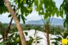7 Rosemont Court, Mooroobool, Qld 4870-Image