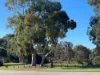7 Sentinel Gardens, Leeming, WA 6149-Image