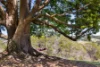 71 Blanckensee Road, Black Mountain, Qld 4563-Image