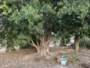 71 Danberrin Road, Nungarin, WA 6490-Image