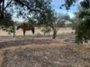 71 Danberrin Road, Nungarin, WA 6490-Image