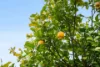 71 King Street, Scottsdale, Tas 7260-Image