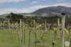 71 Red Hill Road, Raglan, Vic 3373-Image