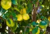 71 Surf Circle, Tura Beach, NSW 2548-Image
