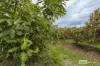 71 Tennessee Road, Lowlands, WA 6330-Image