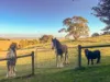 71 Wallaces Road, Korumburra South, Vic 3950-Image