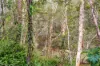 712-726 Camp Cable Road, Logan Village, Qld 4207-Image
