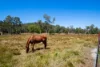 717 Dingo Beach Road, Gregory River, Qld 4800-Image