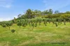 72 Alford Avenue, Eildon, Vic 3713-Image