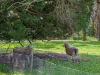 72 Beveridges Road, Hamilton, Vic 3300-Image
